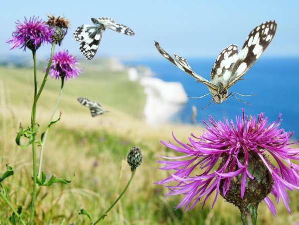 Полевые цветы и бабочки