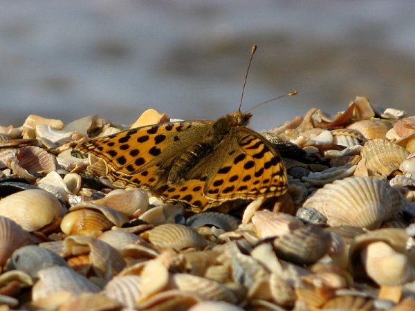 Море мотыльков