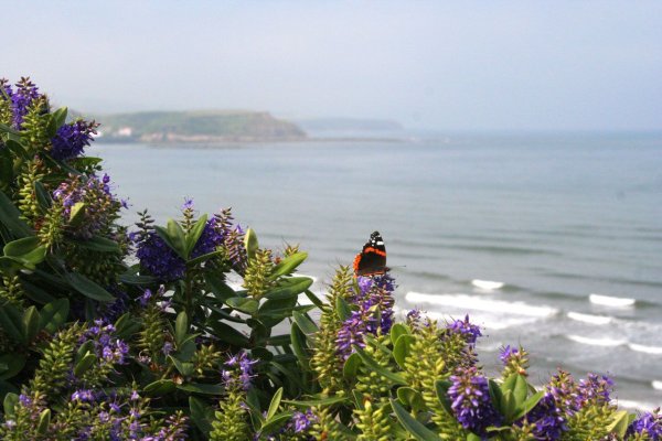 Море бабочек