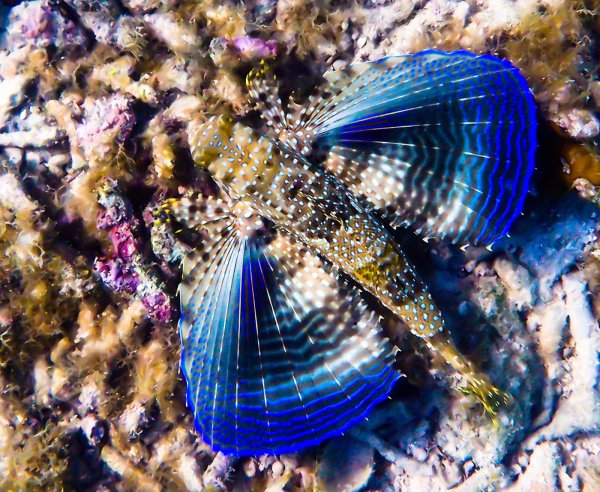 Средиземноморский долгопер