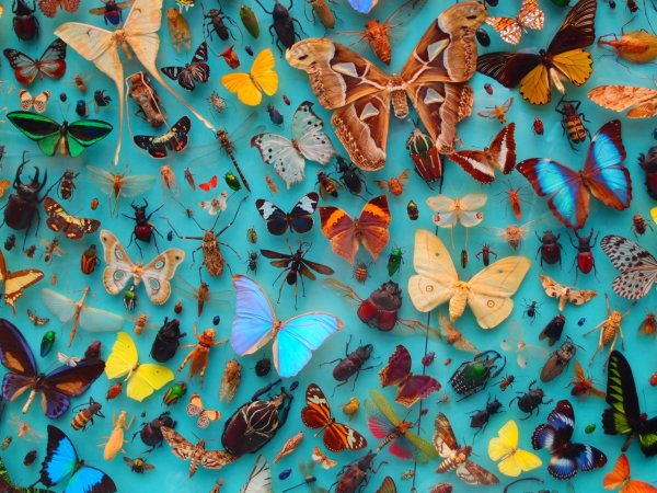 Много бабочек на одной картинке
