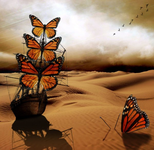 Владимир куш картины бабочка