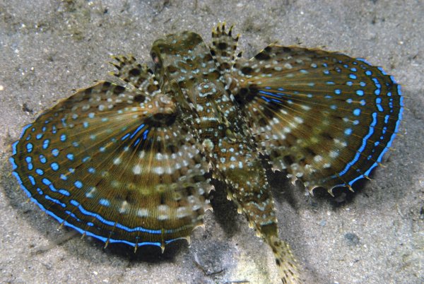 Средиземноморский долгопёр подводная бабочка