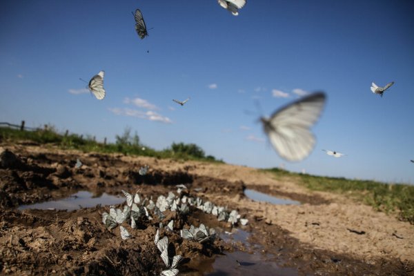 Бабочка над морем