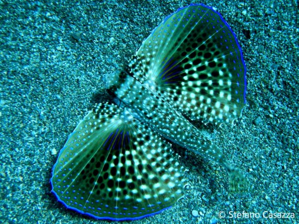 Тихоокеанский долгопер