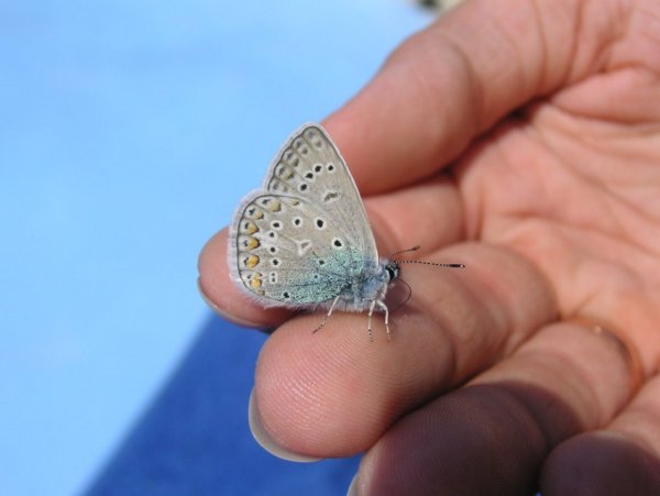 Море бабочек