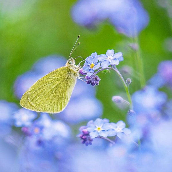 Бабочка на цветке