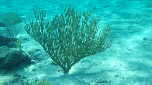 Туфообразующие водоросли