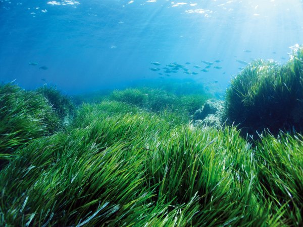 Посейдония океаническая