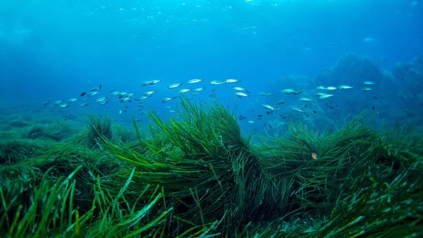 Посидония водоросль
