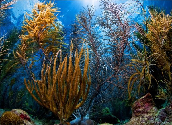 Морские обитатели водоросли