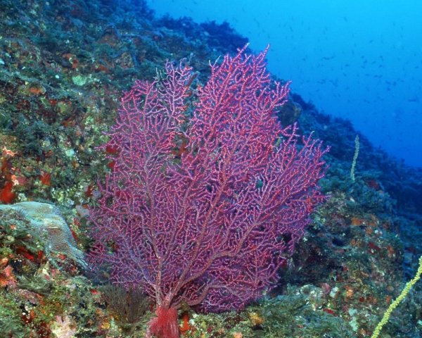 Кораллы черного моря