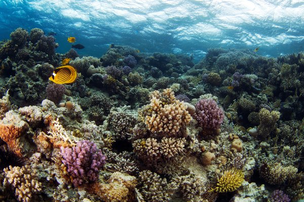Кораллы Средиземного моря