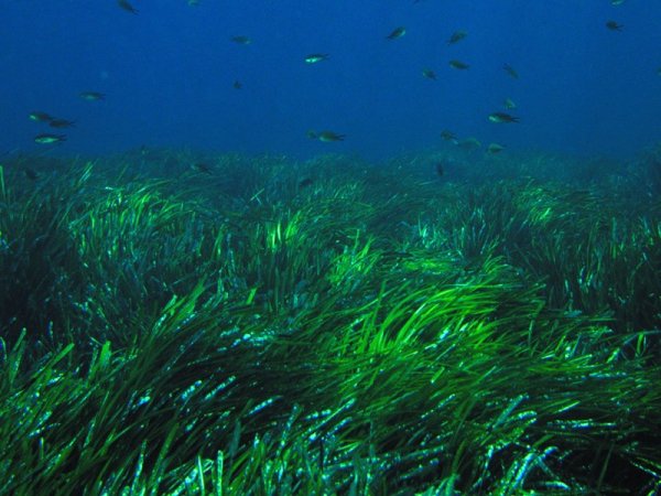 Посидония водоросль