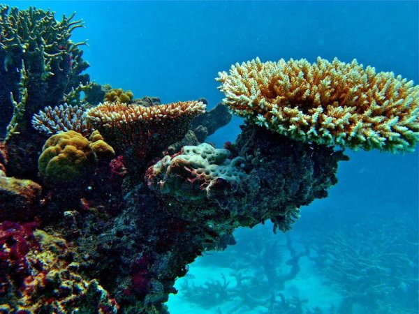 Кораллы черного моря