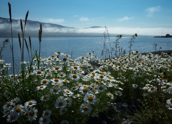 Ромашки на берегу моря