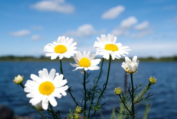Море ромашек