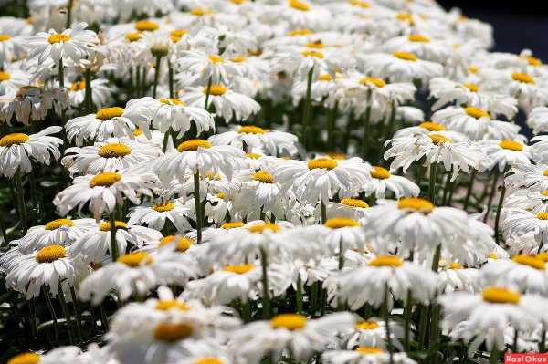 Букет "Ромашковое поле"