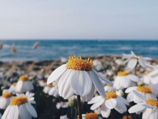 Море ромашек