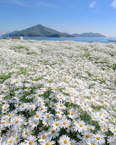 Поле ромашек