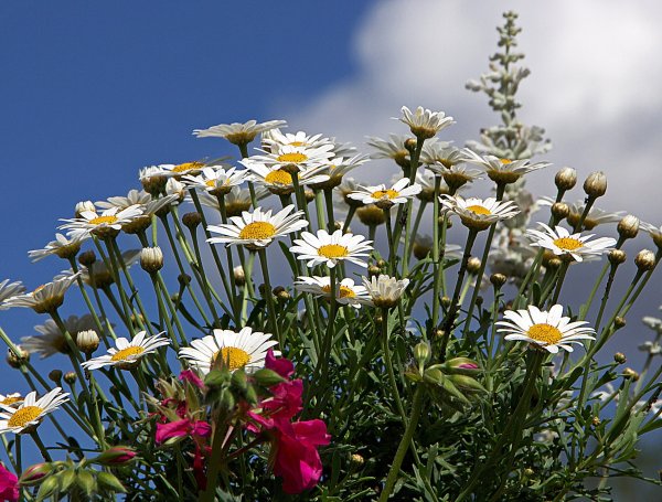 Красивые пейзажи с ромашками