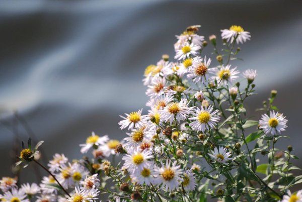 Ромашки в воде