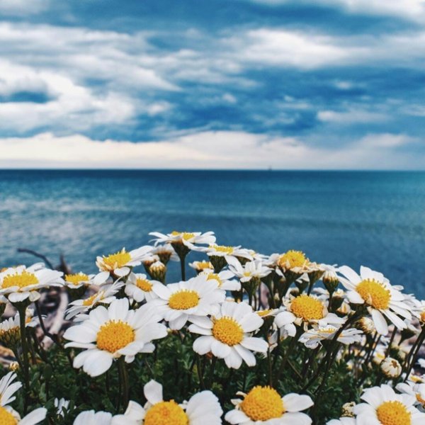 Ромашки на берегу моря