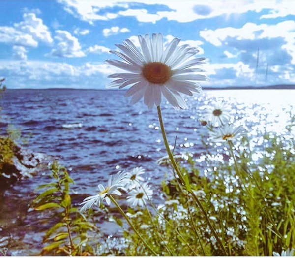 Ромашки в воде