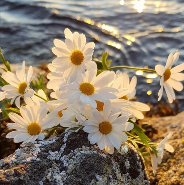 Ромашки на берегу моря