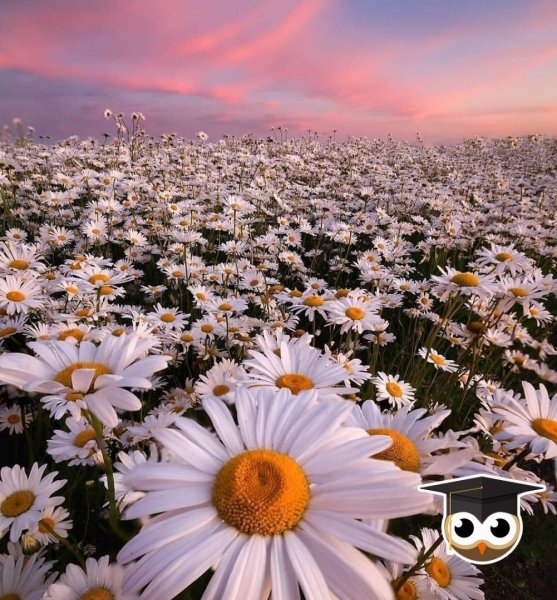 Высказывания про цветы