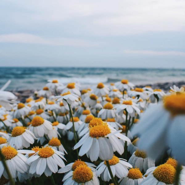 Ромашковое поле с озером