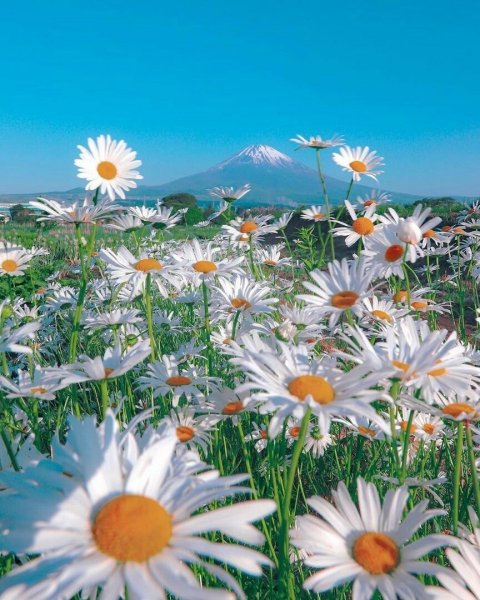 Цветы море солнце