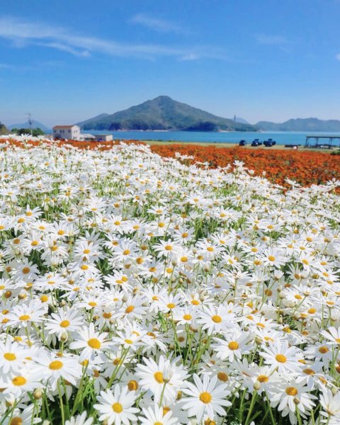 Огромное поле ромашек