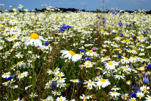 Крыма растения ромашки