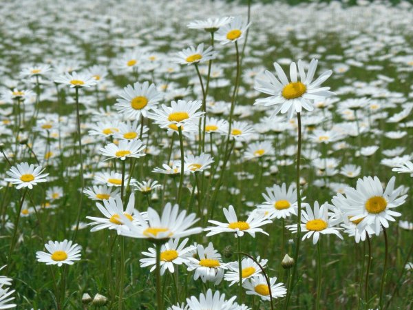 Красивое поле ромашек