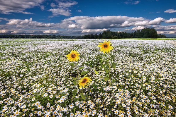 Ромашковое поле с днем рождения