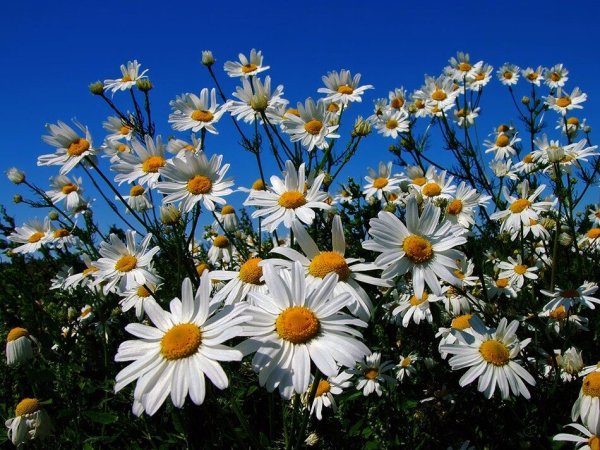Поле ромашек
