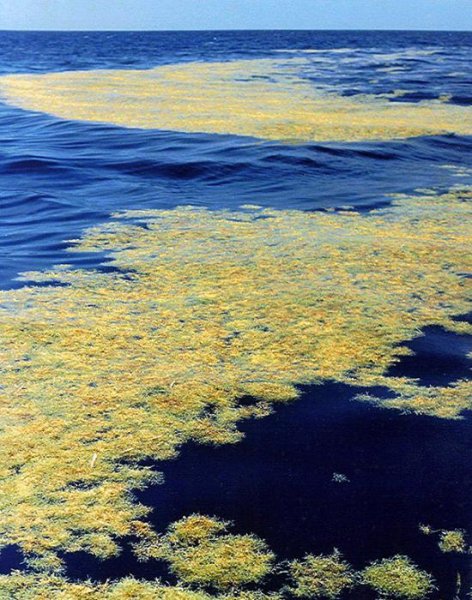 Саргассум в Саргассовом море