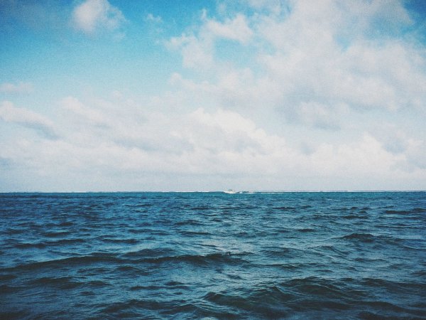 Саргассово море