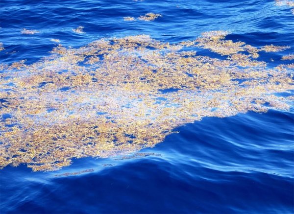 Саргассум в Саргассовом море