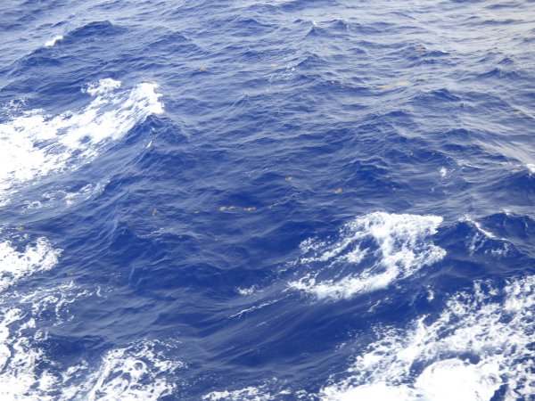 Саргассово море