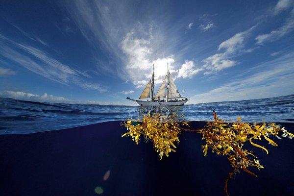 1. Саргассово море