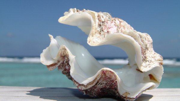 Удивительное море