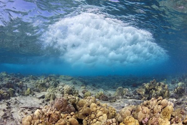 Красивые ракушки