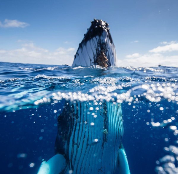 Море ракушки