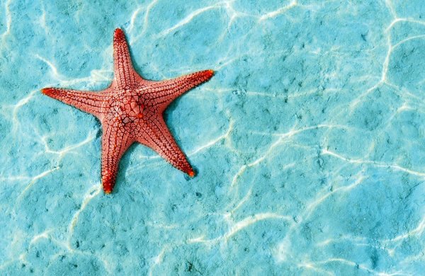 Морская звезда в море