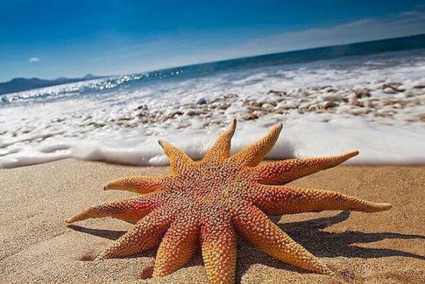 Морская звезда красивая