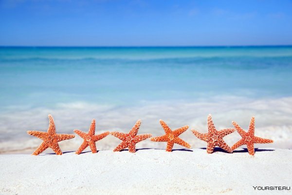 Морская звезда в море