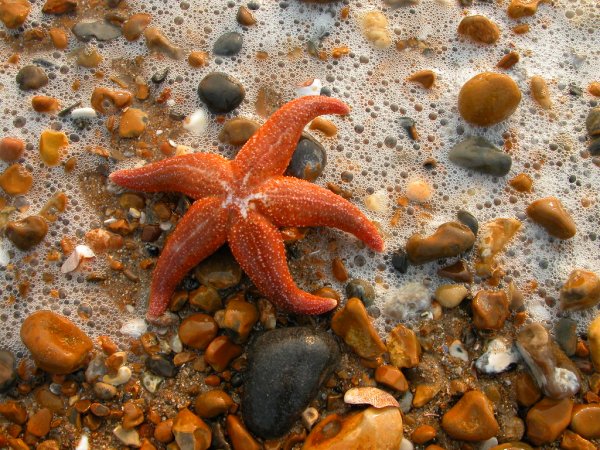 Морская звезда