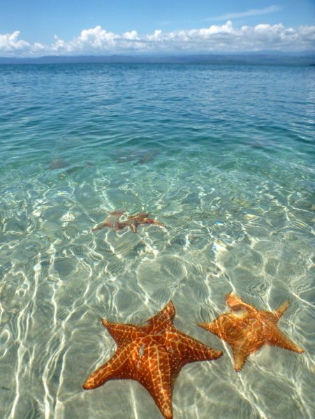 Остров Саона морские звезды